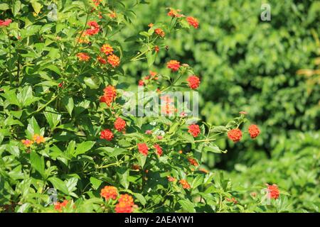 Photo du jardin de fleurs de Lantana Camara. Banque D'Images