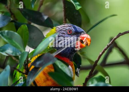 Rainbow Lorikeet [Trichoglossus moluccanus] profitant de figue Banque D'Images
