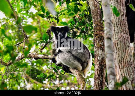 Indri dans la forêt tropicale est l'observation c'est surroundigs de l'arbre. Banque D'Images