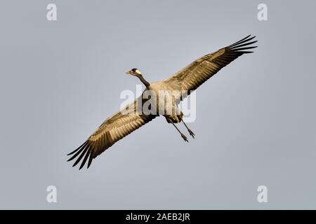 Grue eurasienne dans l'air Banque D'Images