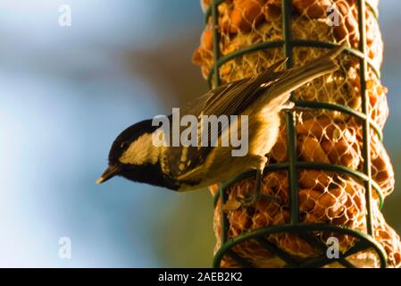 Parus major, un petit oiseau indigène européenne dans les Alpes. Banque D'Images