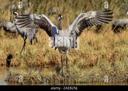 Grue est montrant comment les grandes ailes qu'il a. Banque D'Images
