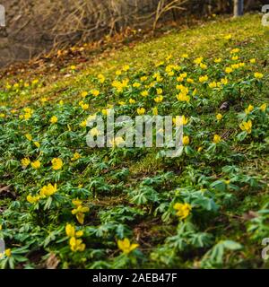 Un champ de fleurs jaunes (Eranthis hyemalis) durant le mois de février en Suède Banque D'Images