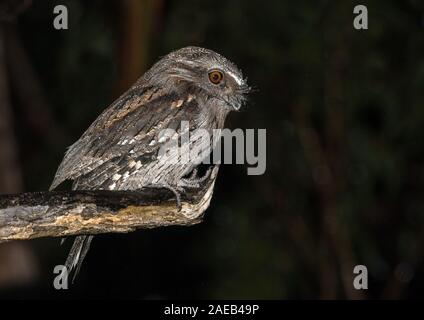 Un oiseau nocturne l'une grille supérieure (Podargus strigoides fauve) d'attente pour attraper les insectes de nuit sous la pluie à Francistown Tasmanie, Australie. Banque D'Images