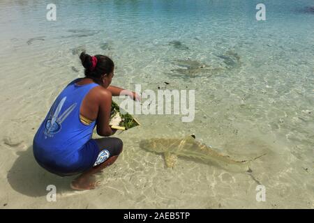 L'alimentation d'une femme blacktip reef shark Banque D'Images