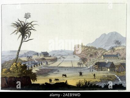 Champs de canne a sucre aux Antilles - dans 'Le costume ancien et moderne' par Ferrario, 1819-1820 Banque D'Images