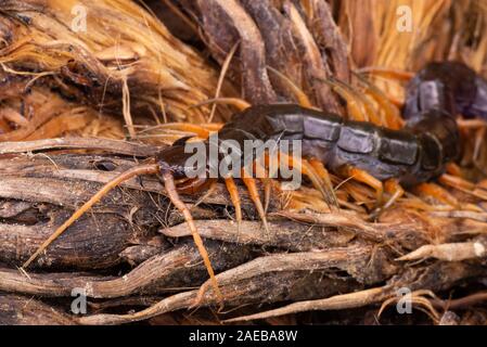 Bornéo du nord de la faune de la forêt tropicale forêt tropicale centipede chilopoda giftig gifttier Banque D'Images