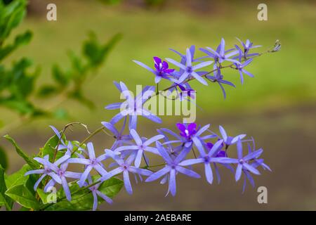 Belle couronne de vigne pourpre ou imprimeur de la gerbe de fleur de vigne sur fond flou, Sir Seewoosagur Ramgoolam Botanical Garden, Maurice. Banque D'Images