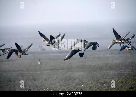 Nanchang, province de Jiangxi en Chine. 8e déc, 2019. Des oiseaux volent au-dessus des zones humides dans le district Furong Nanji de Nanchang, province de Jiangxi, Chine orientale, le 8 décembre 2019. Credit : Peng Zhaozhi/Xinhua/Alamy Live News Banque D'Images