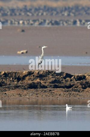 Nanchang, province de Jiangxi en Chine. 8e déc, 2019. Les oiseaux migrants reste à Nanji, au District No.88 east de Nanchang, province de Jiangxi en Chine, le 8 décembre 2019. Credit : Peng Zhaozhi/Xinhua/Alamy Live News Banque D'Images