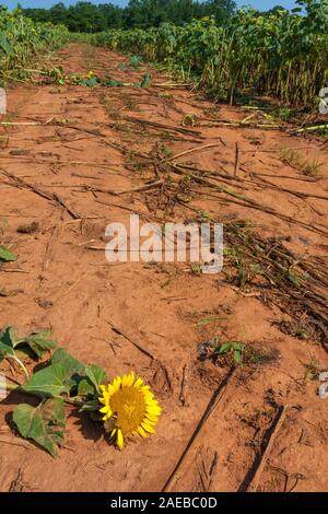 Un chemin de la destruction par l'intermédiaire d'un champ de tournesol. Banque D'Images