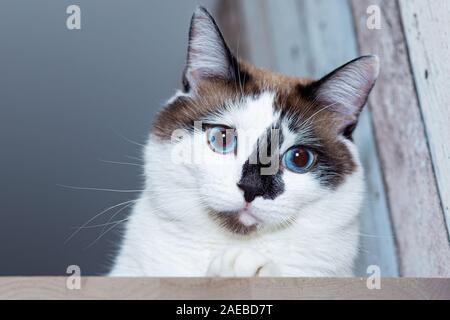 Un chat de shu-neige avec les yeux bleus a incliné sa tête et regarde soigneusement. Banque D'Images
