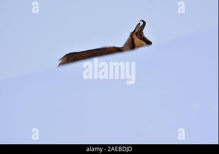 Chamois dans la neige sur les sommets du Parc National Picos de Europa en Espagne. Rebeco,Rupicapra rupicapra. Banque D'Images