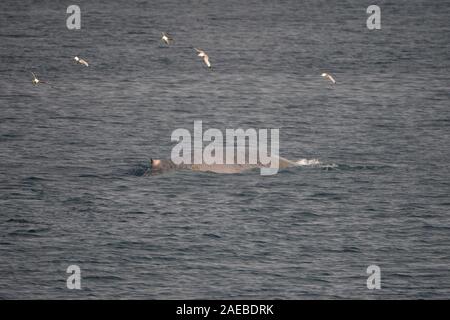 Rorqual bleu (Balaenoptera musculus) dans les eaux de l'arctique de Svalbard en Norvège Banque D'Images