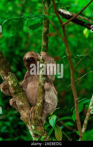 Brown-throated trois-toed Sloth (Bradypus variegatus), au Parc National Manuel Antonio, (Parque Nacional Manuel Antonio, Costa Rica) Banque D'Images