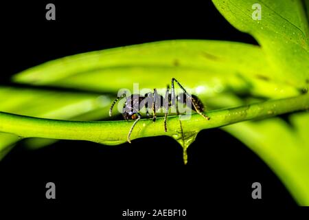 Bullet ant ou ant Conga (Paraponera clavata). Le dard est l'un des plus douloureux de toute piqûre insecte. Certaines victimes contre la douleur à celle de b Banque D'Images