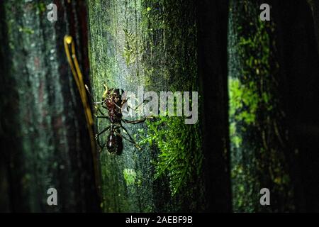 Bullet ant ou ant Conga (Paraponera clavata). Le dard est l'un des plus douloureux de toute piqûre insecte. Certaines victimes contre la douleur à celle de b Banque D'Images