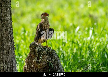 Le nord de Caracara huppé (Caracara cheriway) sur un rocher. Ces grands oiseaux de proie ont tendance à être sol charognards plutôt que les chasseurs aériens. Ils sont f Banque D'Images