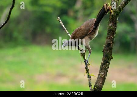 Chachalaca à tête grise (Ortalis cinereiceps) une espèce arboricole, trouvés dans les forêts tropicales. Photographié dans la forêt tropicale du Costa Rica Banque D'Images