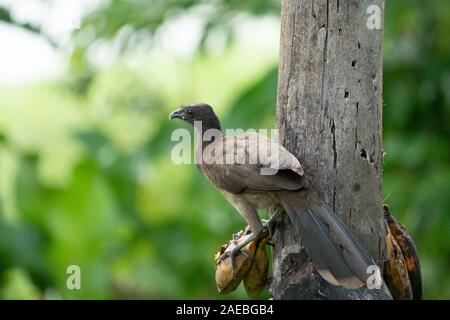 Chachalaca à tête grise (Ortalis cinereiceps) une espèce arboricole, trouvés dans les forêts tropicales. Photographié dans la forêt tropicale du Costa Rica Banque D'Images