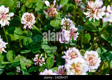 Une grande shaggy bumblebee recueille nectar d'une fleur. Close-up. Banque D'Images