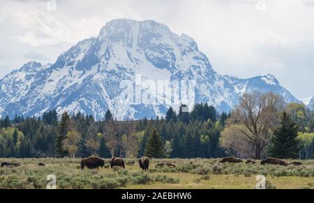 Troupeau de bisons au domaine du parc national de Grand Teton, Wyoming, USA Banque D'Images