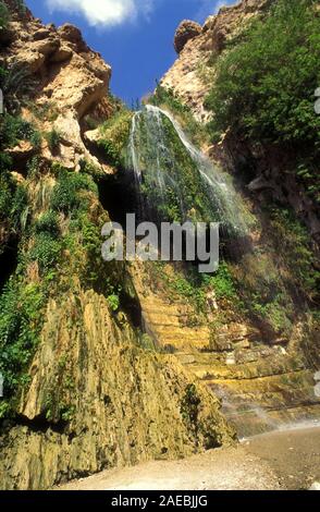 L'eau douce de Ein Gedi springs, dans le désert de Judée, en Israël, la chute d'inférieur dans la réserve naturelle de Wadi David Banque D'Images