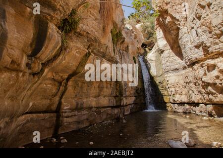 L'eau douce de Ein Gedi springs, dans le désert de Judée, en Israël, en cascade dans la réserve naturelle de Wadi David Banque D'Images