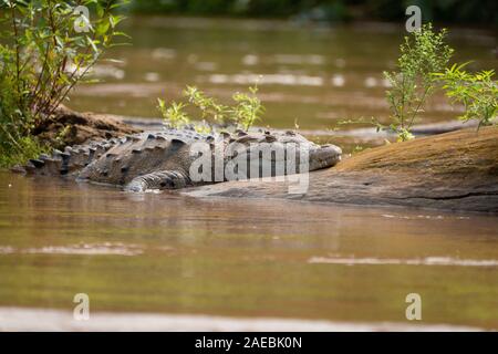 Caïman à lunettes (Caiman crocodilus). Immergé dans l'eau. Ce reptile vit dans les zones humides d'Amérique centrale et du Sud. Il est exclusivement carnivore, Banque D'Images