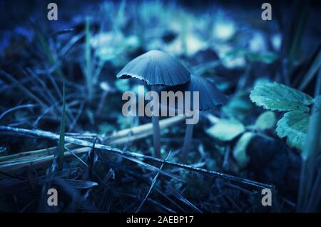 Les champignons magiques, close-up photo dans les tons bleus avec selective focus Banque D'Images