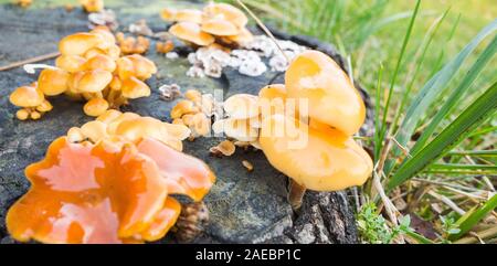 Woodtuft gainé les champignons poussent sur une vieille souche, close-up photo avec selective focus Banque D'Images