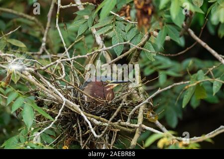 Le héron vert (Butorides virescens) dans son nid. Cet oiseau se retrouve dans les milieux humides du sud du Canada jusqu'au nord de l'Amérique du Sud. Comme tous les hérons, il utilise Banque D'Images