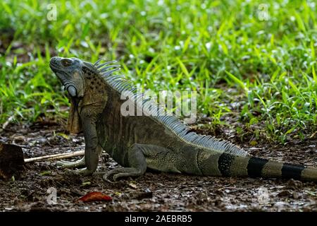 Close up of a green iguana (Iguana iguana) d'épines et de Fanon photographié au Costa Rica Banque D'Images