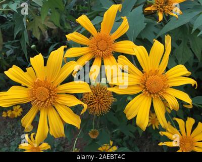 Fleurs de tournesol sauvage du Mexique à l'automne dans le centre de Highland, au Vietnam. Banque D'Images