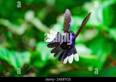 Campyloptère violet hummingbird (Campylopterus hemileucurus) se nourrissant d'une fleur. Les colibris se nourrissent de nectar et d'insectes. Ils planent près de fleurs par f Banque D'Images