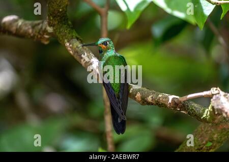 Un mâle juvénile-vert brillant couronné (Heliodoxa jacula hummingbird) sur une branche comme vu de derrière dans l'rainforst Costa Rica Banque D'Images