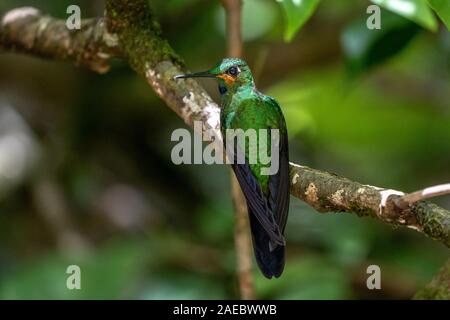 Un mâle juvénile-vert brillant couronné (Heliodoxa jacula hummingbird) sur une branche comme vu de derrière dans l'rainforst Costa Rica Banque D'Images