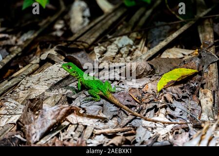 Tortue verte (Lézard Sceloporus malachiticus), également connu sous le nom de l'emerald swift. Photographié au Costa Rica Banque D'Images