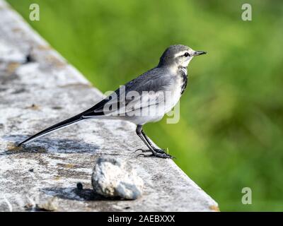 Un Japonais, Bergeronnette grise Motacilla alba lugens, perches sur le séparateur entre deux champs de riz récolté récemment. Banque D'Images