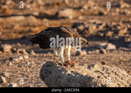 Aigle Martial Polemaetus bellicosus) (qui se nourrit d'une pintade de Numidie (Numida meleagris). L'aigle Martial aigle sont les plus importants en Afrique. Ils montent Banque D'Images