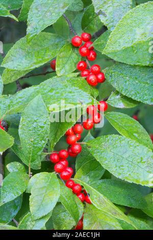 Winterberry houx (Ilex verticillata) Bush chargés de fruits rouges à la fin de l'été. Delaware Water Gap National Recreation Area, Brochet Co., New York. Banque D'Images