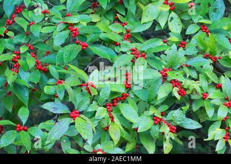 Winterberry houx (Ilex verticillata) Bush chargés de fruits rouges à la fin de l'été. Delaware Water Gap National Recreation Area, Brochet Co., New York. Banque D'Images