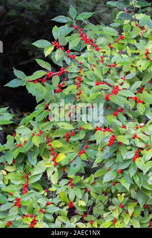 Winterberry houx (Ilex verticillata) Bush chargés de fruits rouges à la fin de l'été. Delaware Water Gap National Recreation Area, Brochet Co., New York. Banque D'Images