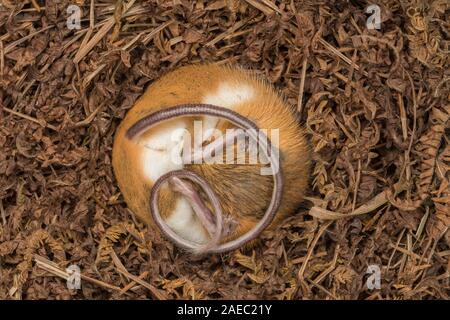 La souris sauteuse des bois (Napaezapus insignis) hibernant dans nid construit à côté du tunnel de burrow faite par un autre mammifère. Banque D'Images