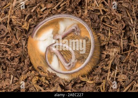 La souris sauteuse des bois (Napaezapus insignis) hibernant dans nid construit à côté du tunnel de burrow faite par un autre mammifère. Banque D'Images