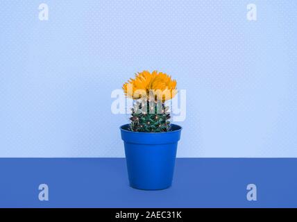 Petit cactus dans un pot de fleurs sur un fond bleu. Banque D'Images