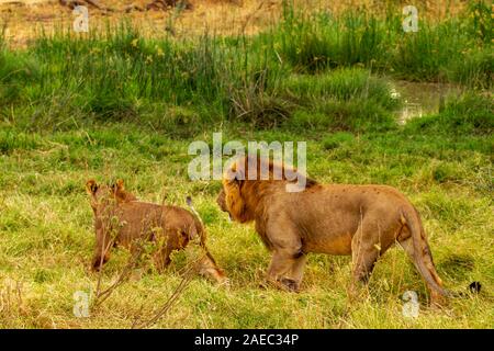 L'accouplement lion paire, mâle et femelle, Panthera leo, la réserve nationale de Samburu, Kenya, Afrique. Marcher dans l'herbe verte, vue arrière Banque D'Images