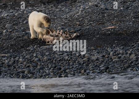 Ourson polaire juvénile (Ursus maritimus) au Spitzberg, Svalbard, Norvège Banque D'Images