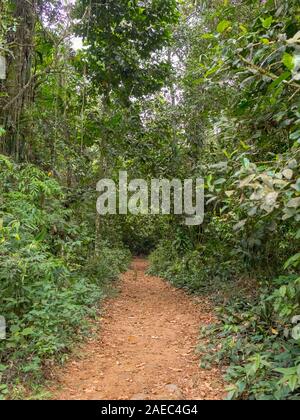 Chemin de terre à l'intérieur de la forêt tropicale, Rio de Janeiro, Brésil Banque D'Images