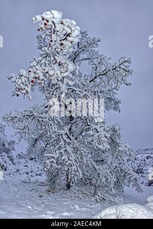 L'accumulation de neige sur un arbre mort d'une nuit de tempête à Chino Valley AZ. Banque D'Images